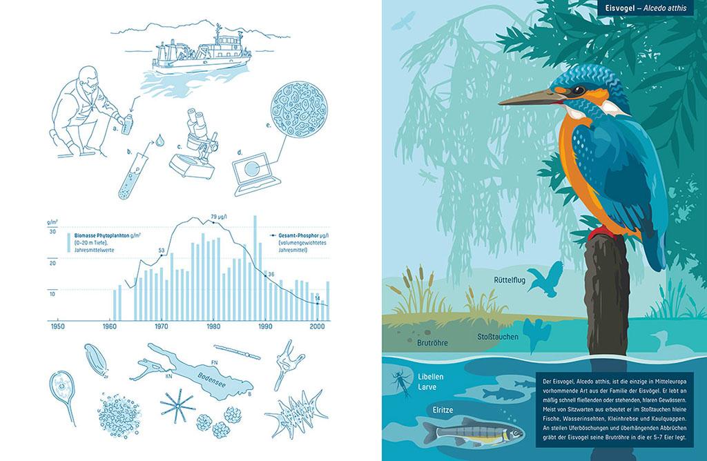 Infografiken zum Gewaesserschutz und Lebensraum des Eisvogels