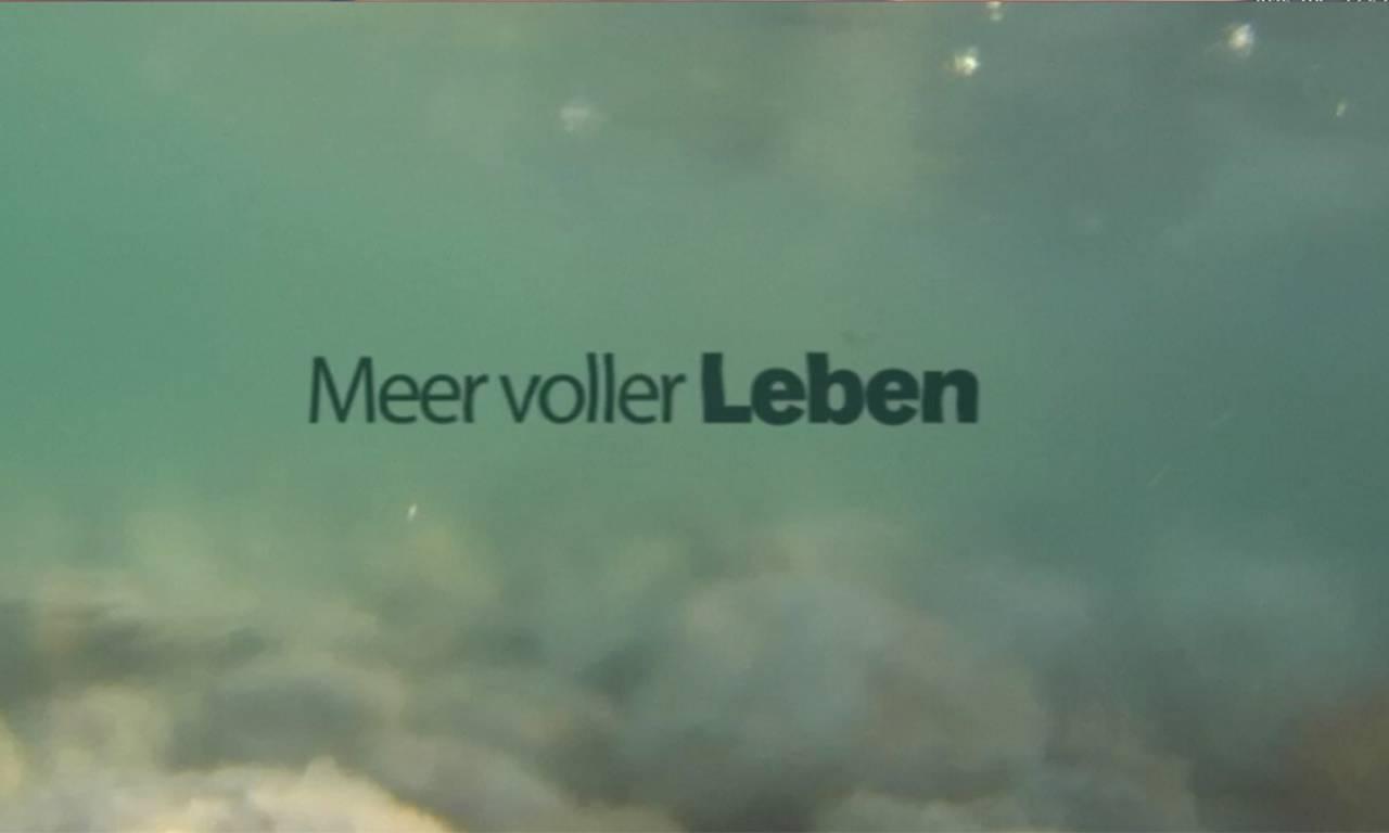 meer_voller_leben